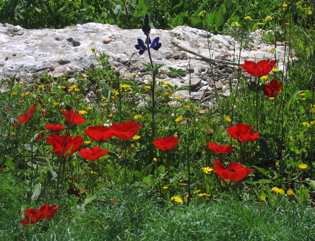 photo "***" tags: landscape, nature, flowers, spring