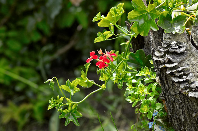 photo "***" tags: nature, flowers