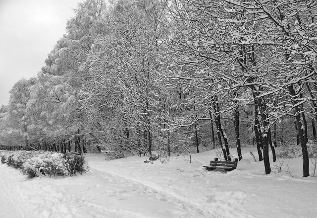 фото "Снежное безмолвие" метки: природа, пейзаж, зима