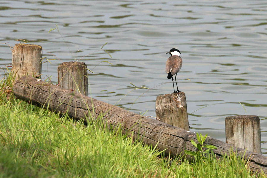 photo "21505 Lapwing" tags: landscape, water