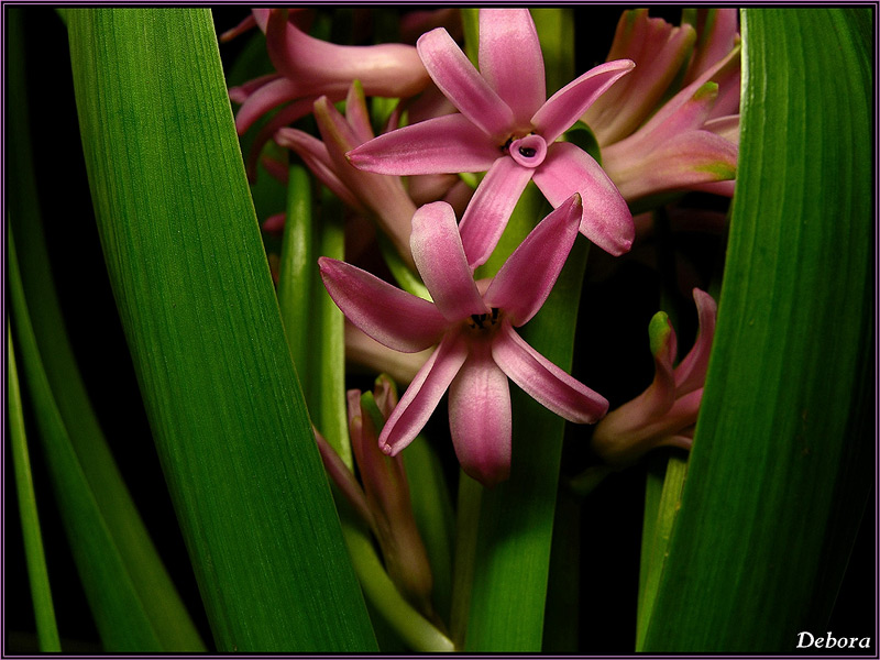 photo "***" tags: nature, flowers