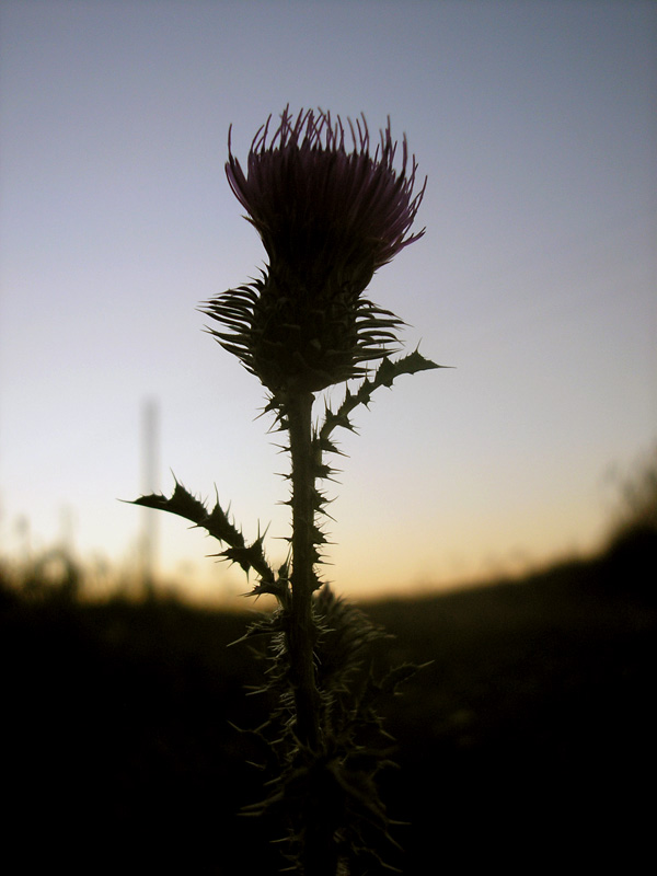 photo "The Duke" tags: macro and close-up, nature, flowers