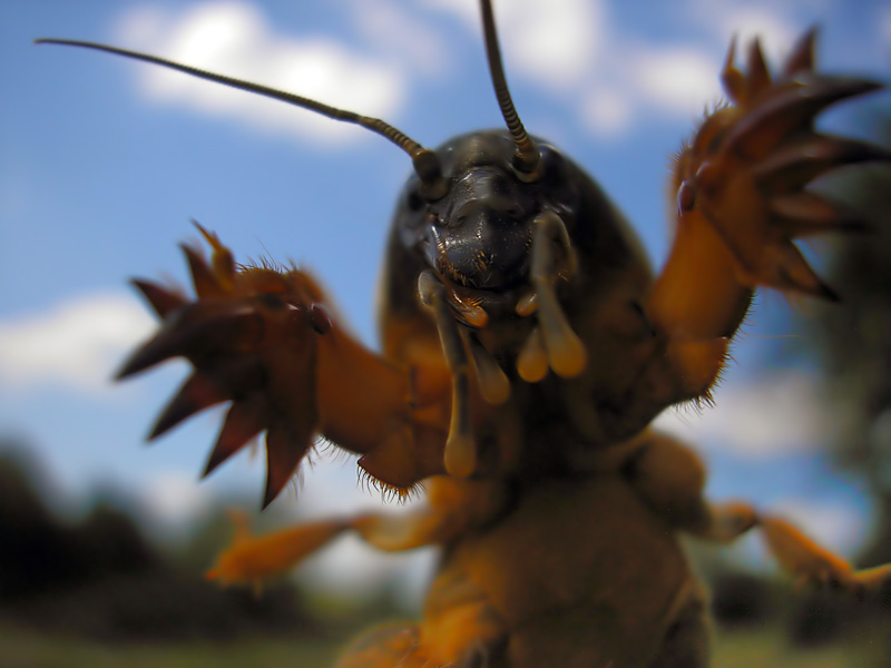 photo "Gardenzilla :)" tags: macro and close-up, nature, insect