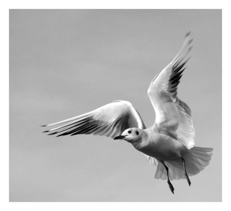 photo "bird" tags: nature, black&white, wild animals