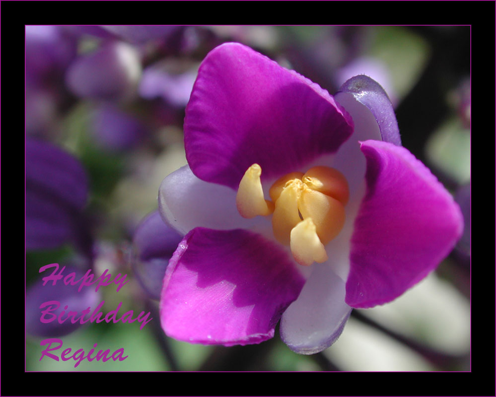 photo "Happy Birthday Regina" tags: , 