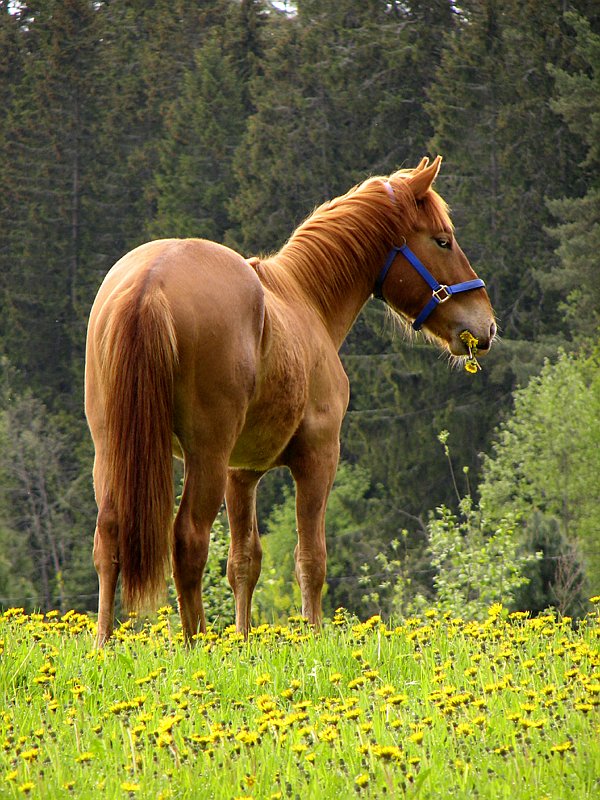 photo "Flowers... I just love 'em!" tags: landscape, nature, pets/farm animals, summer