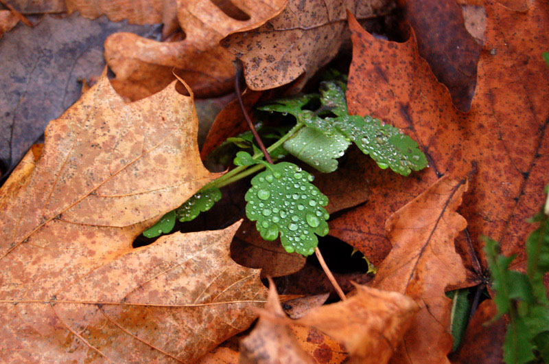 photo "droplets" tags: macro and close-up, 