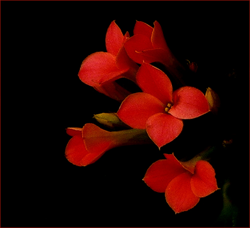 photo "Kira's Kalanchoe" tags: nature, flowers