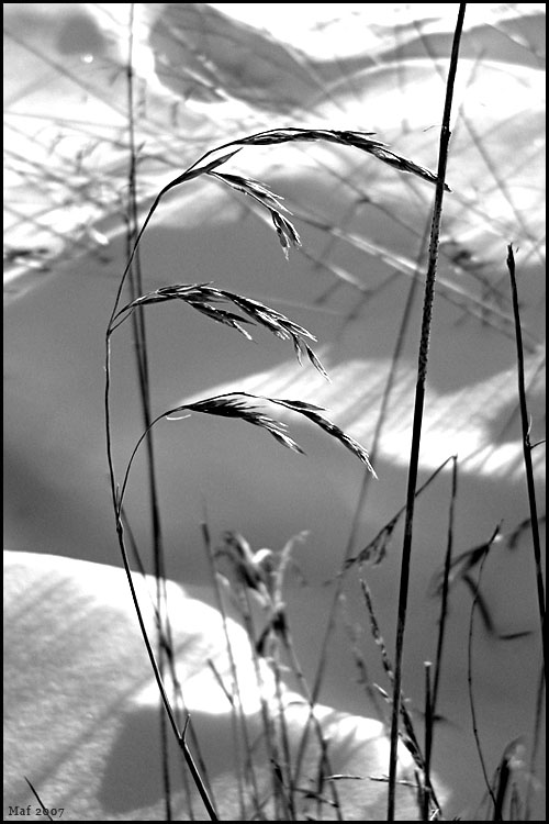 photo "***" tags: nature, black&white, flowers