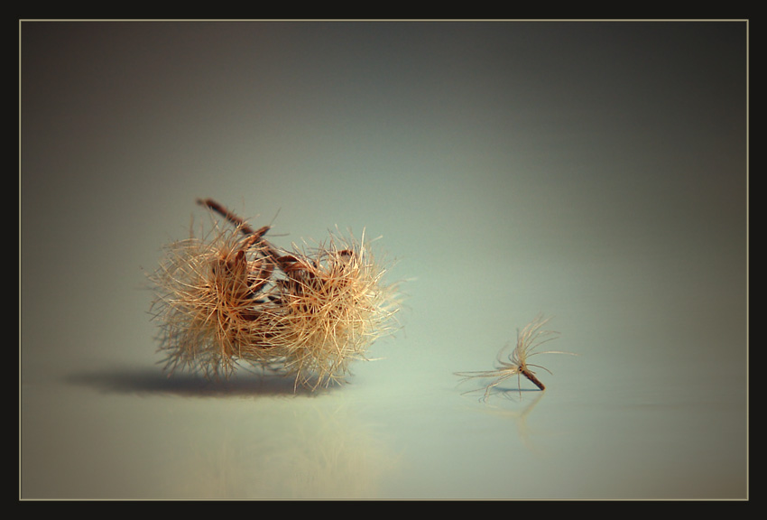 photo "***" tags: nature, macro and close-up, flowers