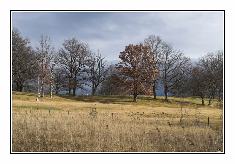 photo "Trees" tags: landscape, forest