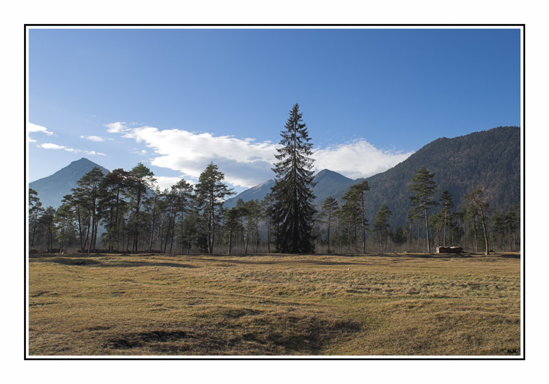 photo "Big one" tags: landscape, forest