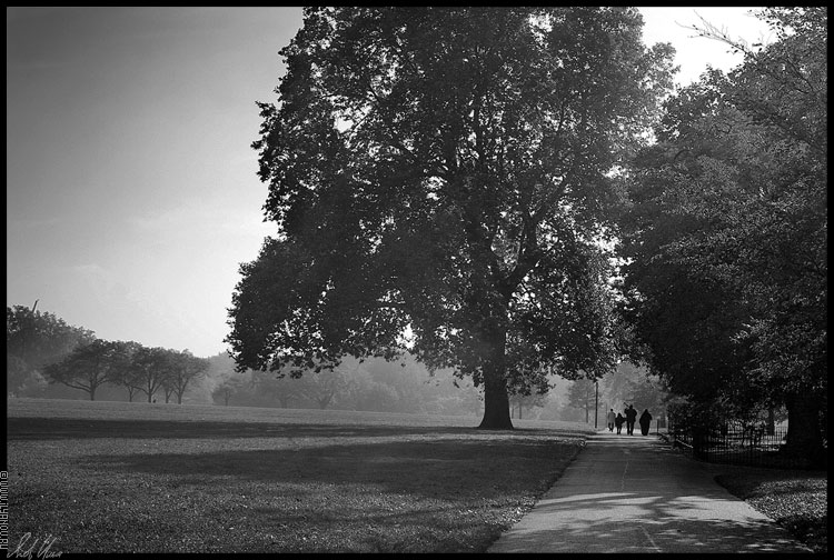 photo "Hyde Park / London" tags: landscape, black&white, forest