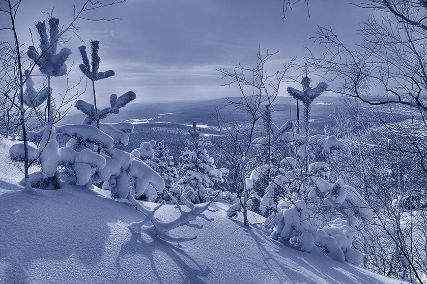 photo "*Winter*" tags: black&white, landscape, forest