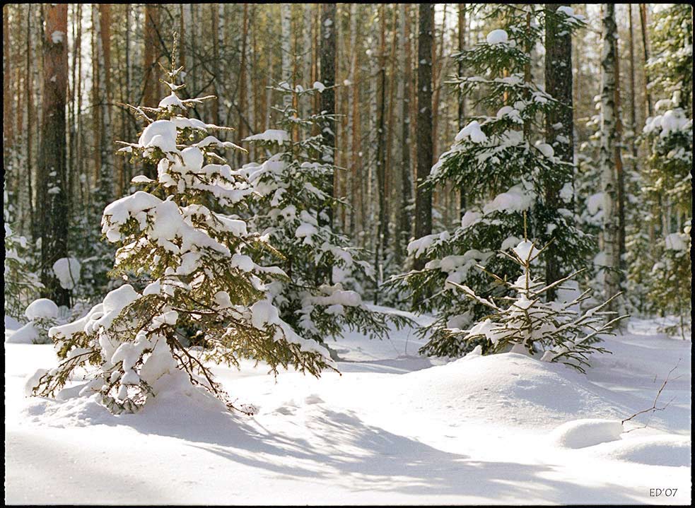 фото "Зимний лес" метки: пейзаж, природа, лес