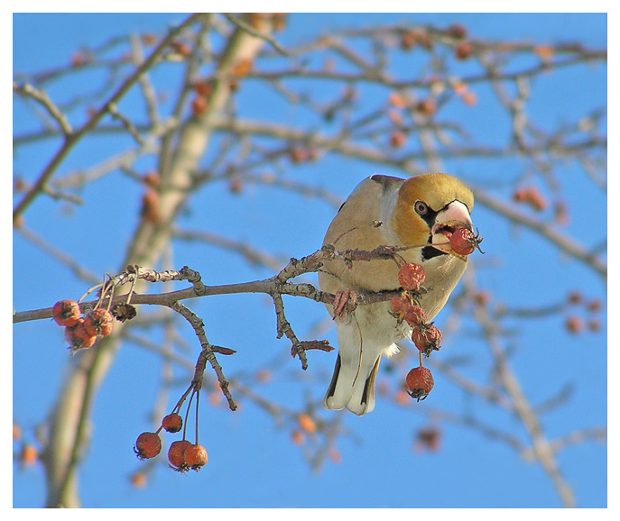 photo "Hawfinch" tags: nature, wild animals