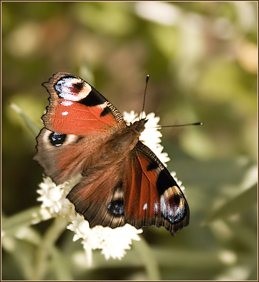 photo "***" tags: nature, macro and close-up, insect