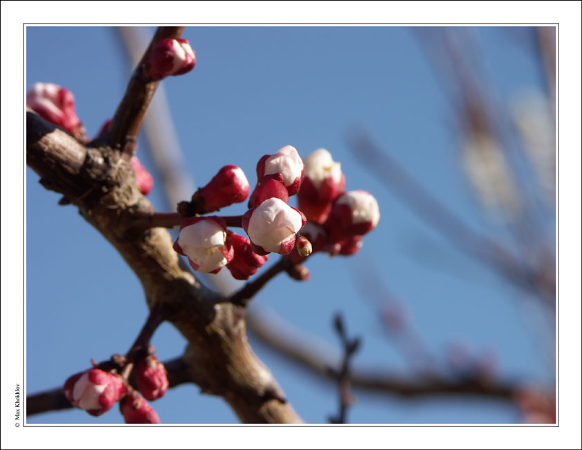 photo "Spring (6)..." tags: nature, landscape, flowers, spring