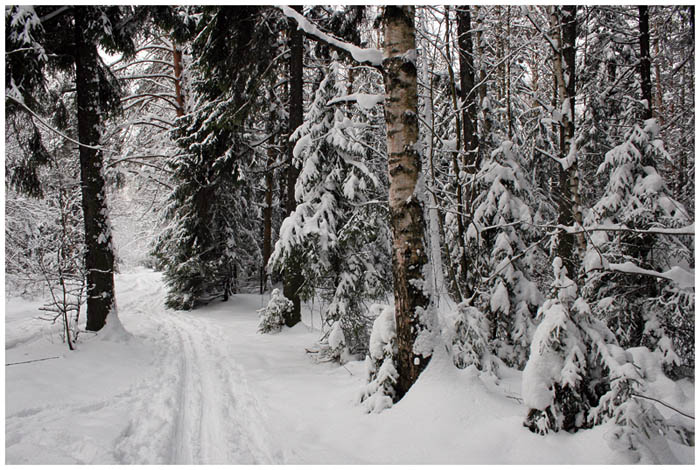 photo "Silence" tags: landscape, forest, winter