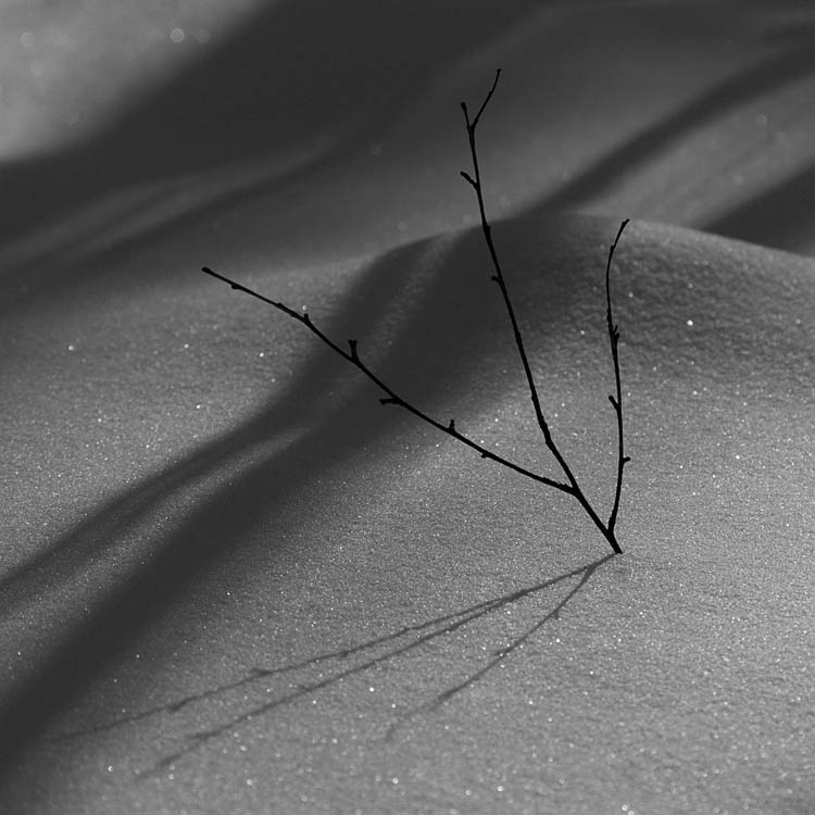 photo "february4" tags: nature, black&white, 