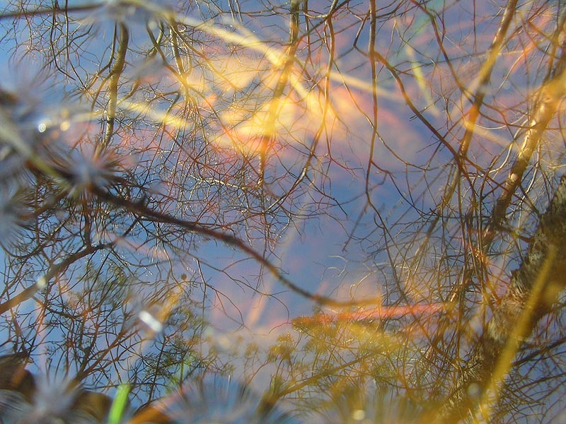 photo "Reflection spring" tags: abstract, landscape, spring