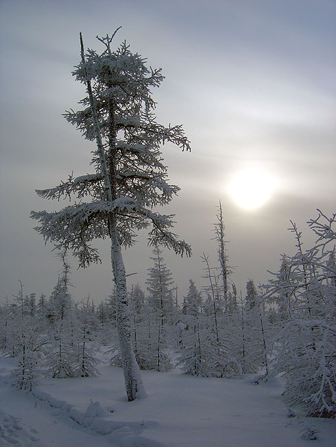 photo "The cold sun of North" tags: landscape, forest, winter