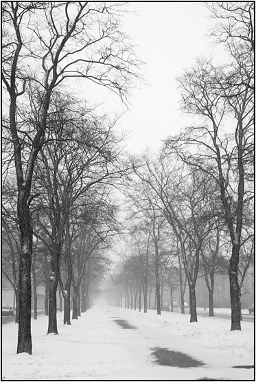 photo "St.-Peterburg. Zamshina street" tags: landscape, nature, winter