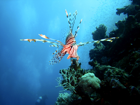 photo "***" tags: travel, underwater, Africa