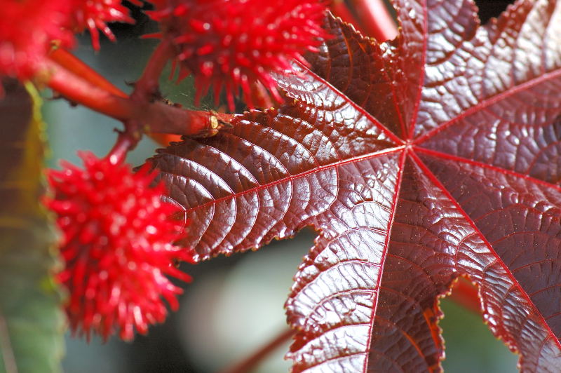 photo "Botanic treasure" tags: nature, flowers