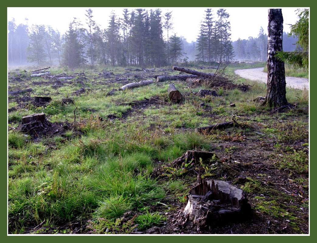 photo "Утро на вырубке" tags: landscape, forest