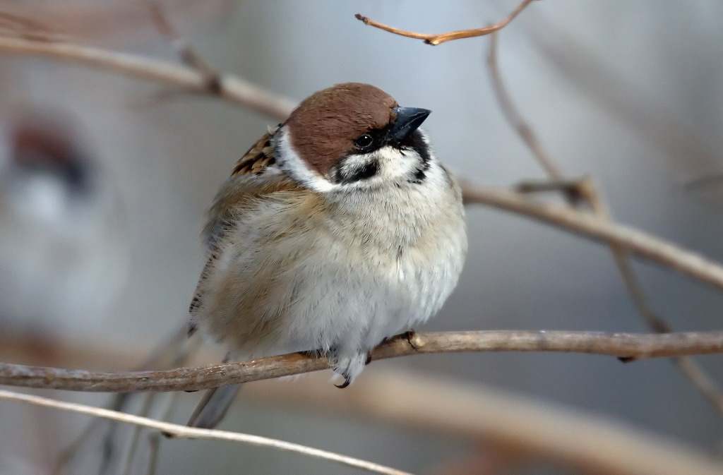 photo "What is the rhyme for worm?" tags: nature, wild animals