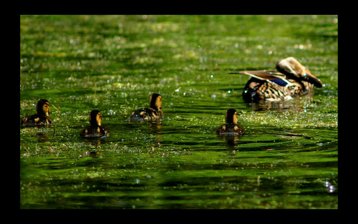 photo "one happy family" tags: nature, wild animals