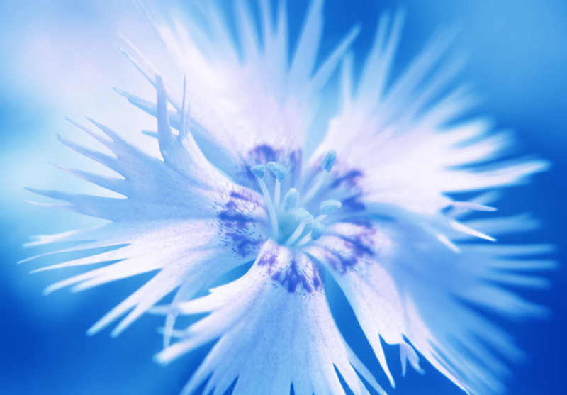 фото "Крылатые лепестки" метки: природа, макро и крупный план, цветы