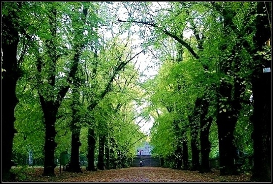 фото "\\Promenade//" метки: пейзаж, природа, весна, цветы