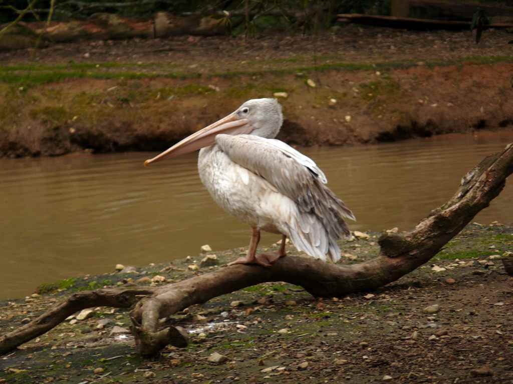 photo "Waiting..." tags: nature, wild animals