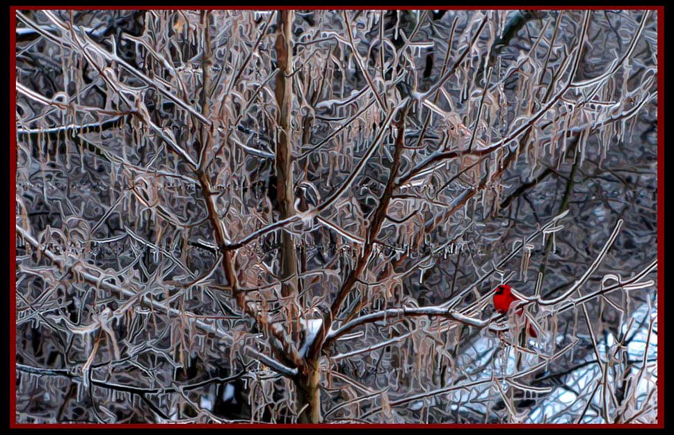 фото "Icy Cardinal" метки: природа, пейзаж, дикие животные, лес