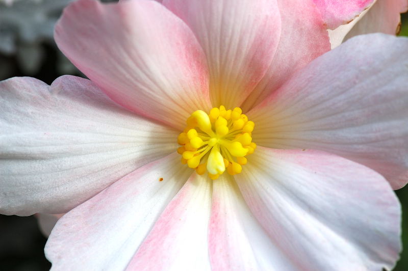 photo "Botanic colors" tags: macro and close-up, nature, flowers