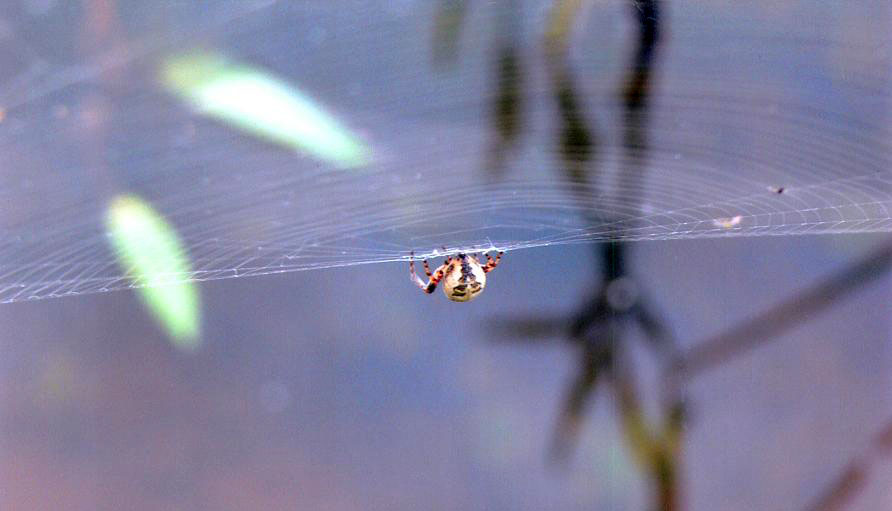 photo "***" tags: nature, insect