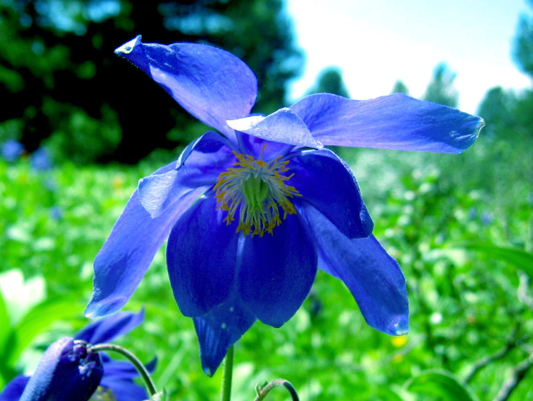 фото "Blue" метки: природа, макро и крупный план, цветы