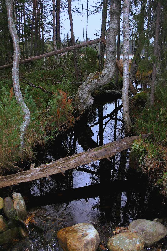 photo "ruska2" tags: landscape, autumn, forest