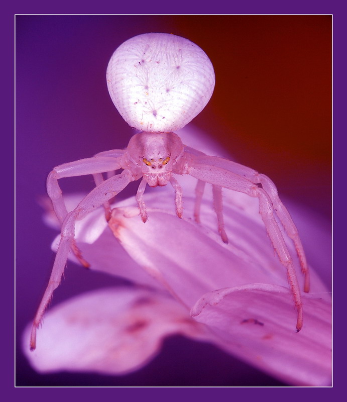 photo "***" tags: nature, macro and close-up, insect