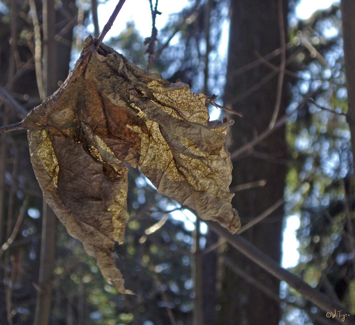 photo "Abstract sheet" tags: landscape, nature, flowers, forest