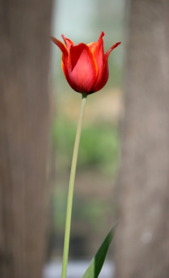 photo "ТЮЛБПАН" tags: nature, flowers