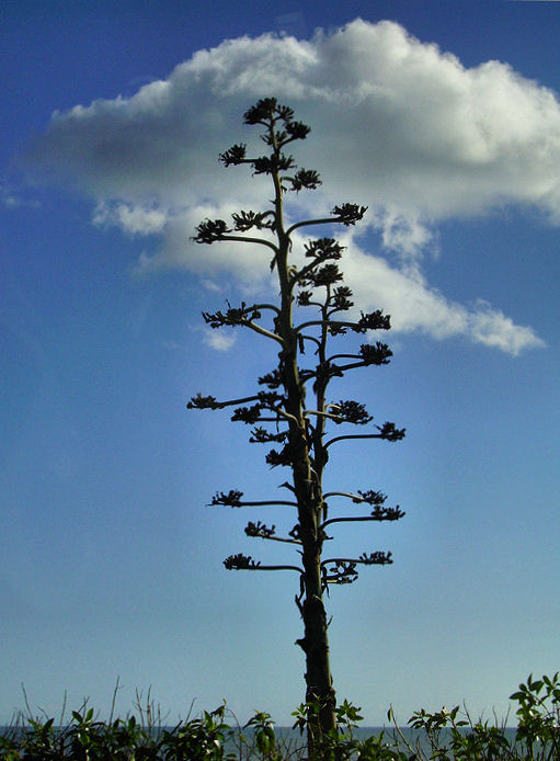 photo "Tha great cactus" tags: nature, flowers