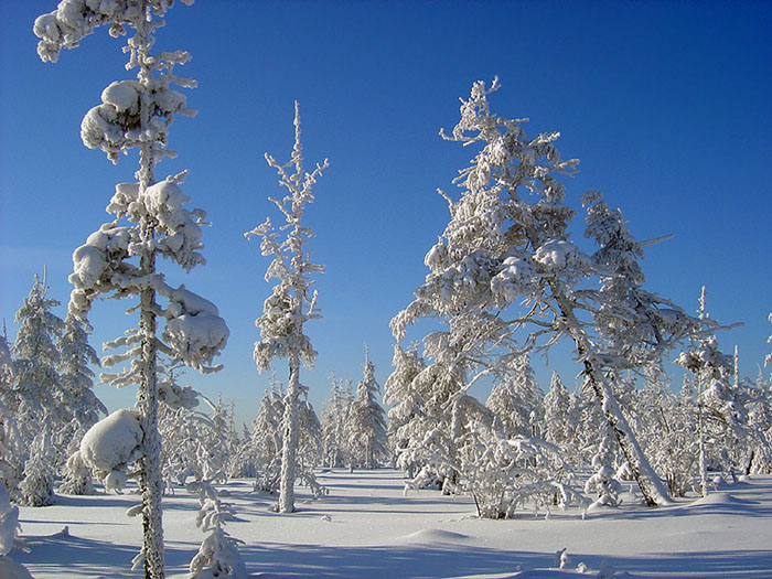 photo "February" tags: landscape, forest, winter