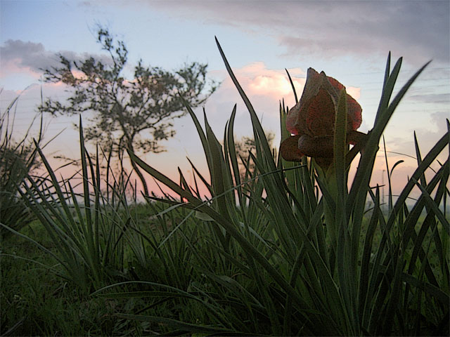 photo "***" tags: nature, technics, flowers