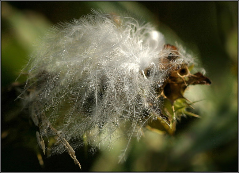 photo "Fluff or nestling :)" tags: macro and close-up, nature, 