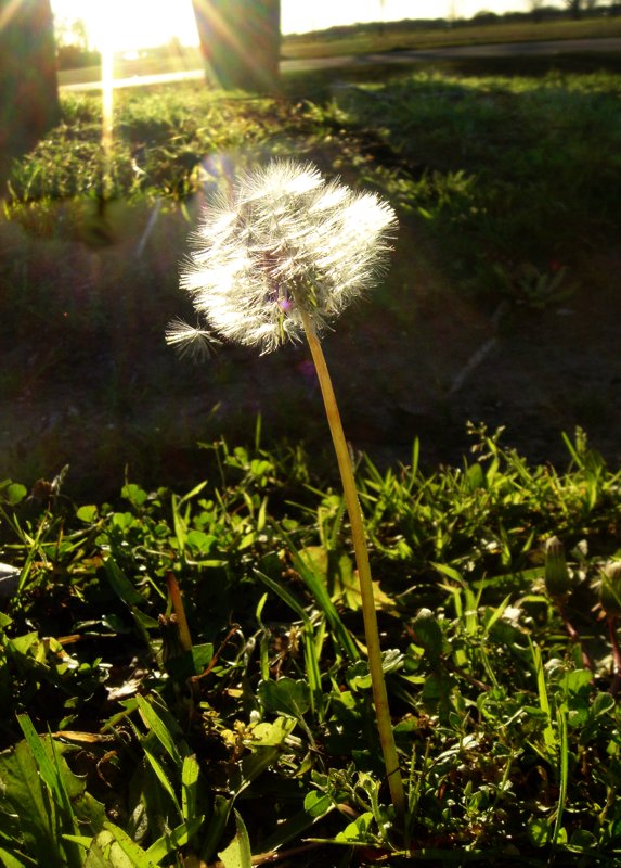 photo "Evening light" tags: macro and close-up, 