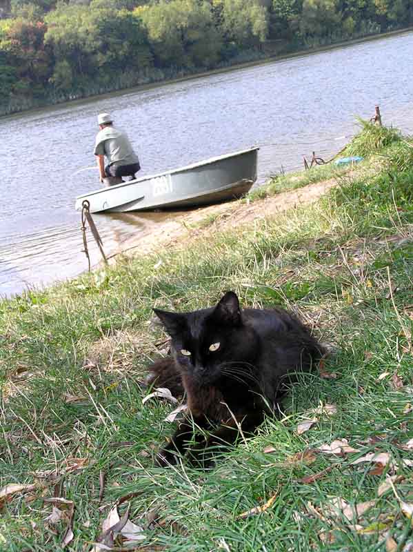 photo "They are not on speaking terms" tags: humor, nature, pets/farm animals