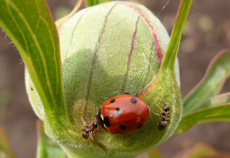 photo "***" tags: nature, macro and close-up, 